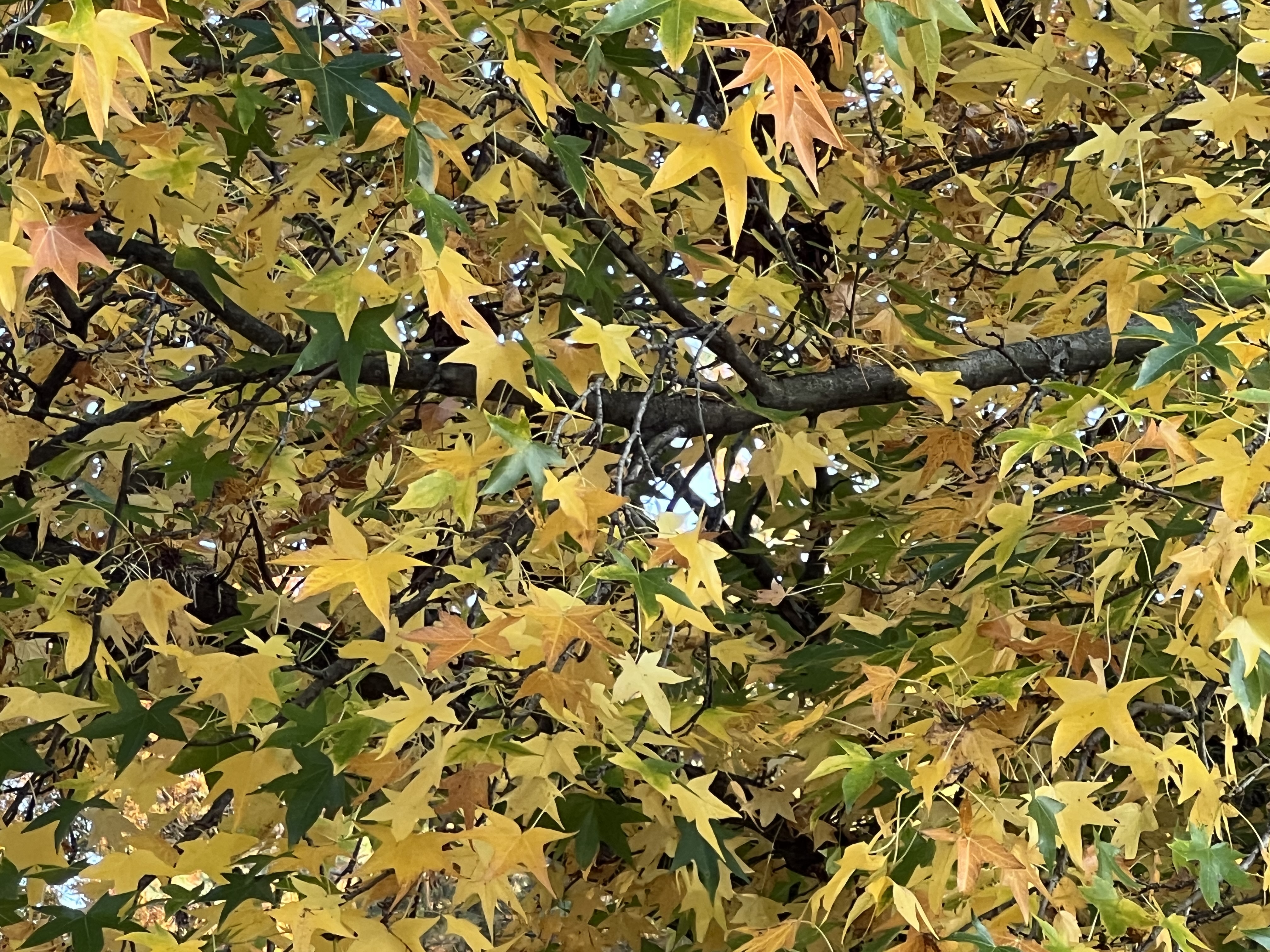 The Tree with Golden Stars